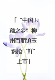 “中国玉藕之乡”柳州百朋镇玉藕抢“鲜”上市