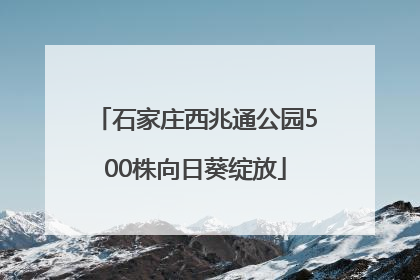 石家庄西兆通公园500株向日葵绽放