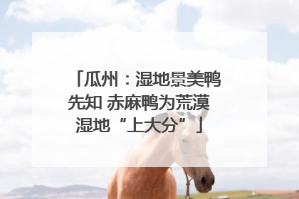 瓜州：湿地景美鸭先知 赤麻鸭为荒漠湿地“上大分”