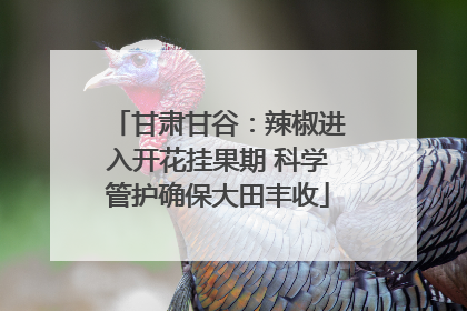 甘肃甘谷：辣椒进入开花挂果期 科学管护确保大田丰收