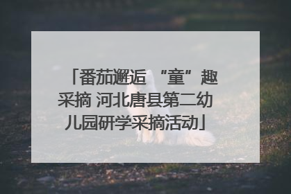 番茄邂逅 “童”趣采摘 河北唐县第二幼儿园研学采摘活动