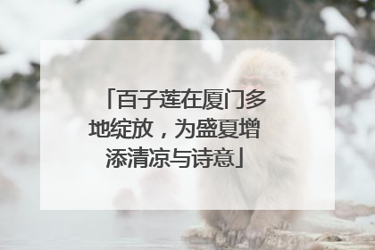 百子莲在厦门多地绽放，为盛夏增添清凉与诗意