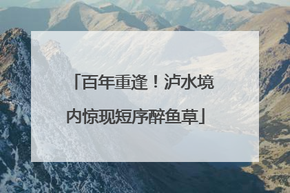 百年重逢！泸水境内惊现短序醉鱼草
