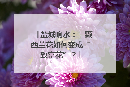 盐城响水：一颗西兰花如何变成“致富花”？