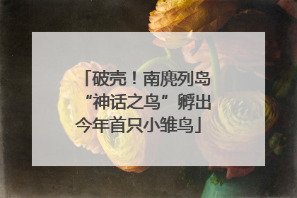 破壳！南麂列岛“神话之鸟”孵出今年首只小雏鸟