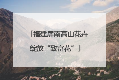 福建屏南高山花卉绽放“致富花”