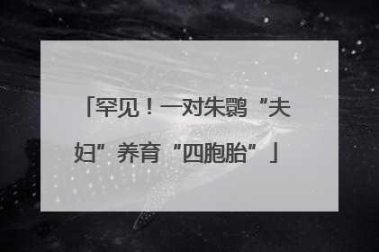 罕见！一对朱鹮“夫妇”养育“四胞胎”