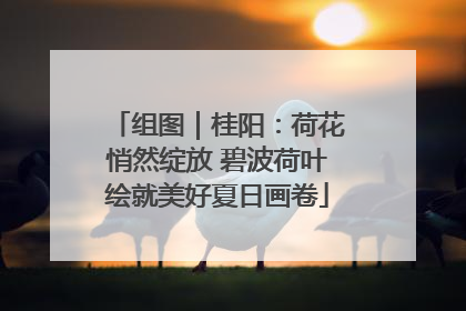 组图｜桂阳：荷花悄然绽放 碧波荷叶绘就美好夏日画卷
