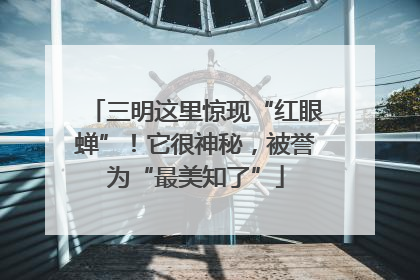三明这里惊现“红眼蝉”！它很神秘，被誉为“最美知了”