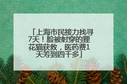 上海市民接力找寻7天！脸被射穿的狸花猫获救，医药费1天筹到四千多