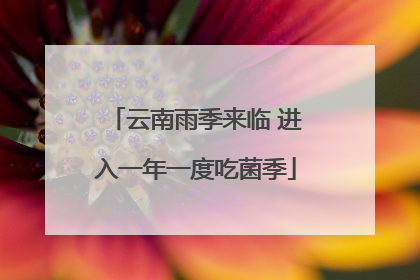 云南雨季来临 进入一年一度吃菌季