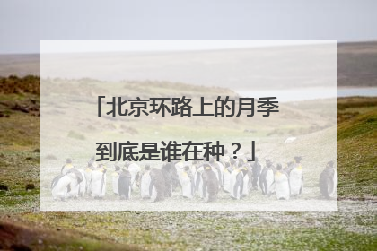 北京环路上的月季到底是谁在种？