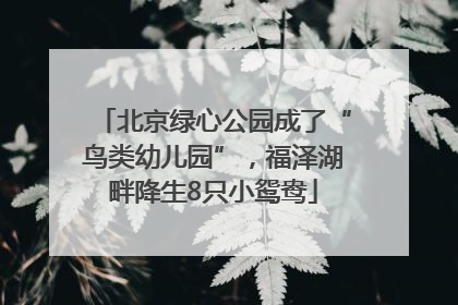 北京绿心公园成了“鸟类幼儿园”，福泽湖畔降生8只小鸳鸯