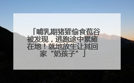 哺乳期猪獾偷食苞谷被发现，逃跑途中累瘫在地！就地放生让其回家“奶孩子”