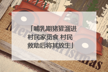 哺乳期猪獾溜进村民家觅食 村民救助后将其放生