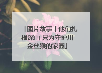 图片故事丨他们扎根深山 只为守护川金丝猴的家园