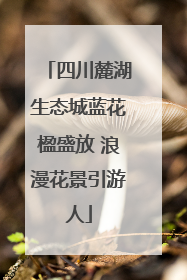四川麓湖生态城蓝花楹盛放 浪漫花景引游人