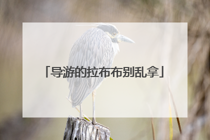 导游的拉布布别乱拿