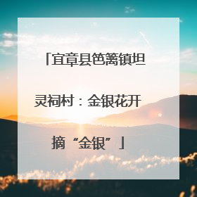 宜章县笆篱镇坦灵祠村：金银花开摘“金银”