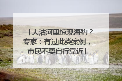大沽河里惊现海豹？专家：有过此类案例，市民不要自行靠近