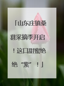 山东庄镇桑葚采摘季开启！这口甜蜜绝绝“紫”！