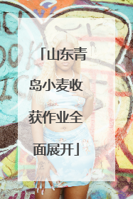 山东青岛小麦收获作业全面展开