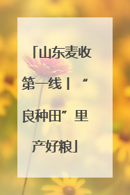 山东麦收第一线丨“良种田”里产好粮
