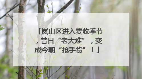 岚山区进入麦收季节，昔日“老大难”，变成今朝“抢手货”！