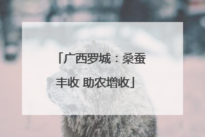 广西罗城：桑蚕丰收 助农增收