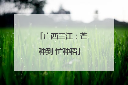 广西三江：芒种到 忙种稻