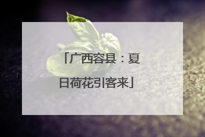 广西容县：夏日荷花引客来
