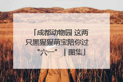 成都动物园 这两只黑猩猩萌宝陪你过“六一”｜图集