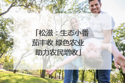松滋：生态小番茄丰收 绿色农业助力农民增收