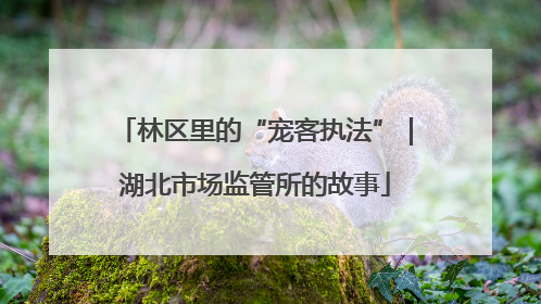 林区里的“宠客执法”｜湖北市场监管所的故事