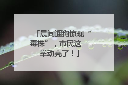 晨间遛狗惊现“毒株”，市民这一举动亮了！