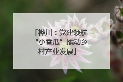 桦川：党建领航“小香瓜”撬动乡村产业发展