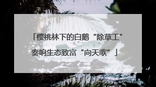 樱桃林下的白鹅“除草工” 奏响生态致富“向天歌”