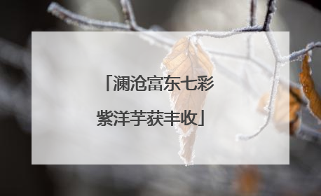 澜沧富东七彩紫洋芋获丰收
