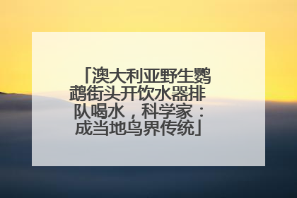澳大利亚野生鹦鹉街头开饮水器排队喝水，科学家：成当地鸟界传统