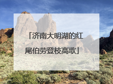 济南大明湖的红尾伯劳登枝高歌