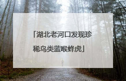 湖北老河口发现珍稀鸟类蓝喉蜂虎