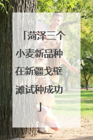 菏泽三个小麦新品种在新疆戈壁滩试种成功
