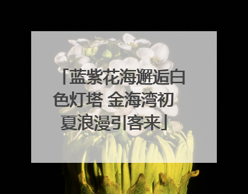 蓝紫花海邂逅白色灯塔 金海湾初夏浪漫引客来