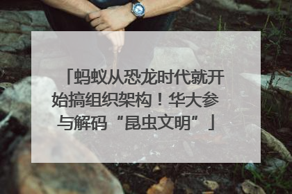 蚂蚁从恐龙时代就开始搞组织架构！华大参与解码“昆虫文明”