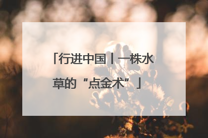 行进中国丨一株水草的“点金术”
