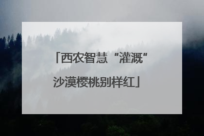 西农智慧“灌溉” 沙漠樱桃别样红