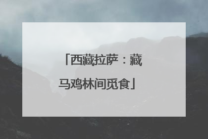 西藏拉萨：藏马鸡林间觅食