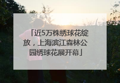 近5万株绣球花绽放，上海滨江森林公园绣球花展开幕