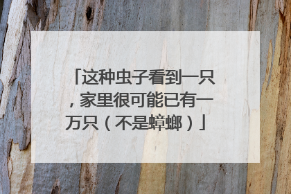 这种虫子看到一只，家里很可能已有一万只（不是蟑螂）