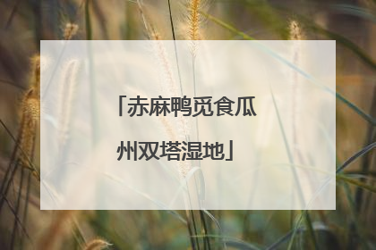 赤麻鸭觅食瓜州双塔湿地